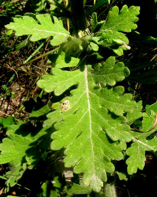Parthenium (wild quinines) (alternate view 4)