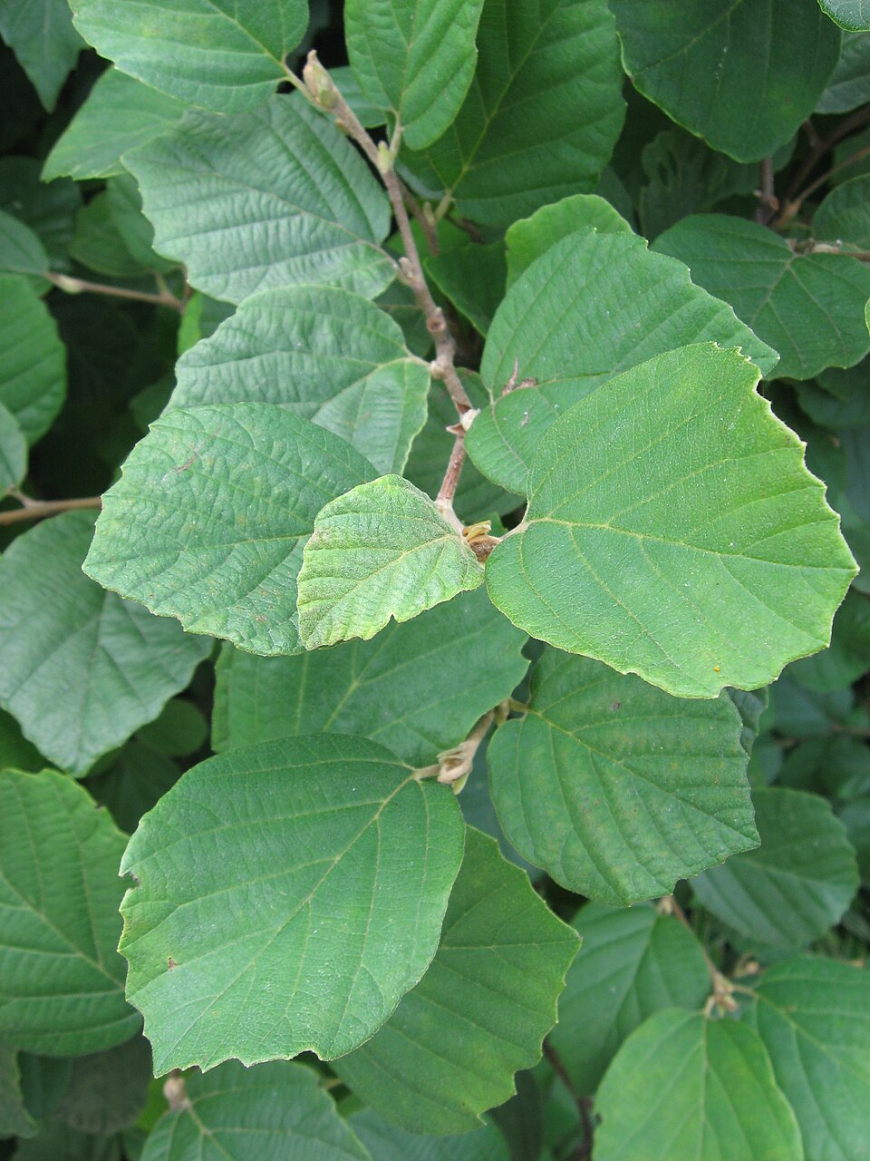 Fothergilla gardenii (dwarf fothergilla) (alternate view 7)