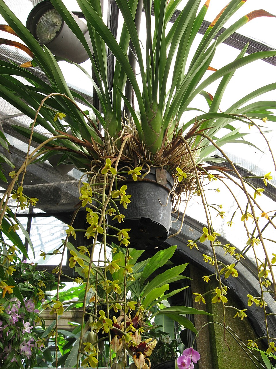 Cymbidium madidum (Arrowroot Orchid) (alternate view 9)