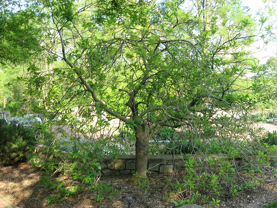 Chionanthus virginicus (White Fringetree) (alternate view 7)