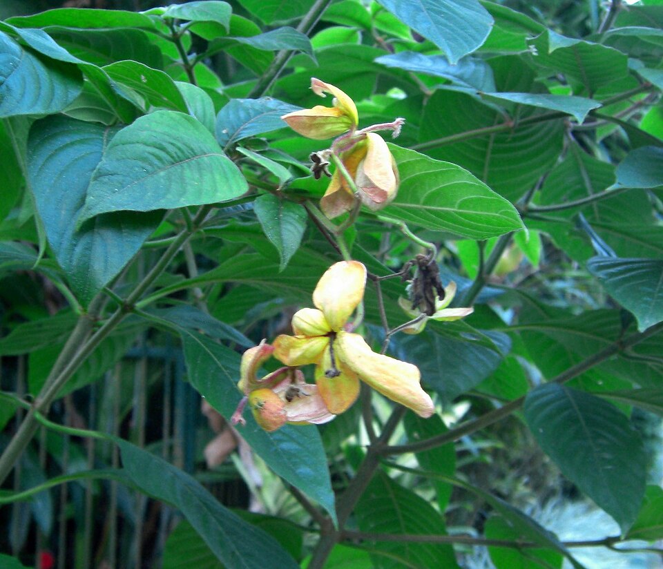 Mussaenda (alternate view 3)