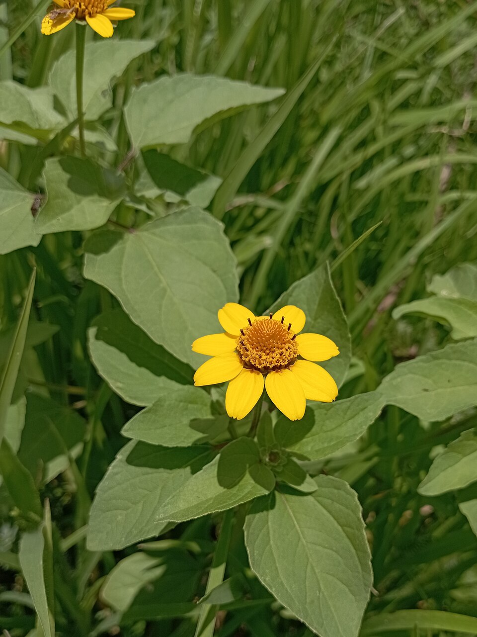 Heliopsis (Oxeyes)
