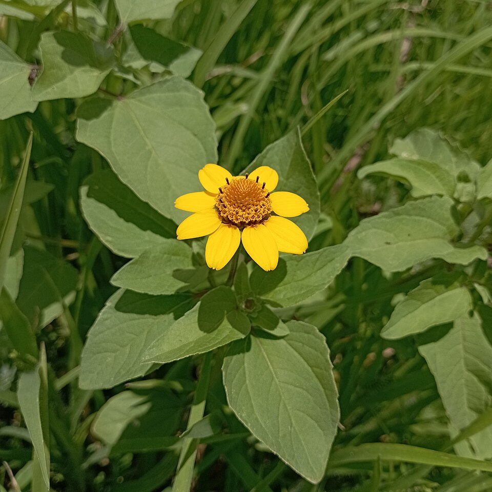 Heliopsis (Oxeyes) (alternate view 2)