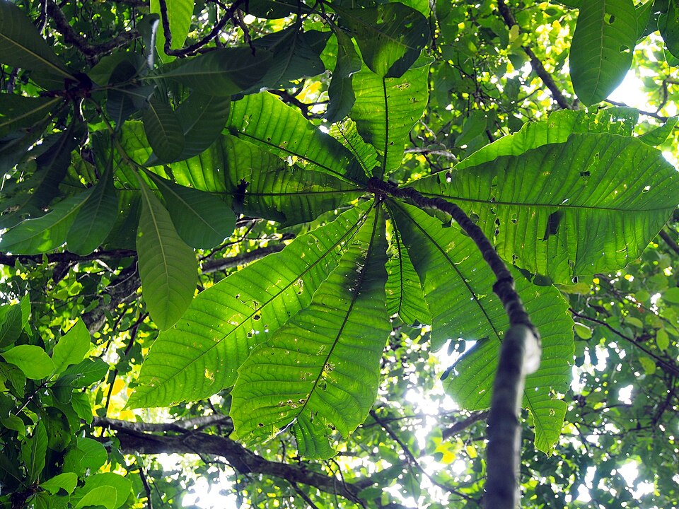 Meliosma
