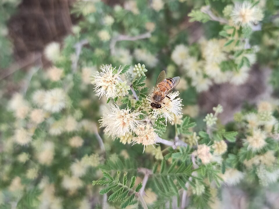 Mimosa (Sensitive Plants) (alternate view 6)