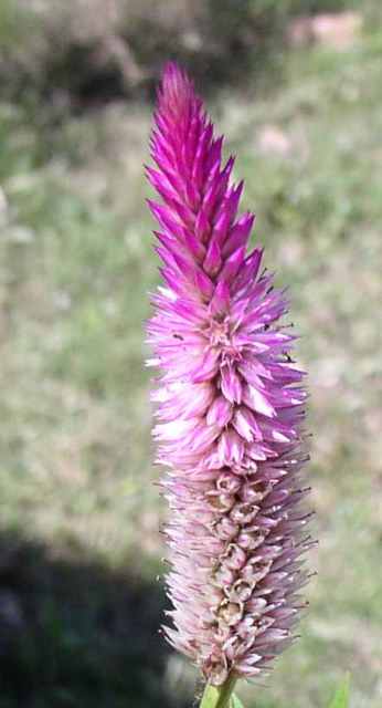 Celosia argentea (Cockscomb) (alternate view 9)
