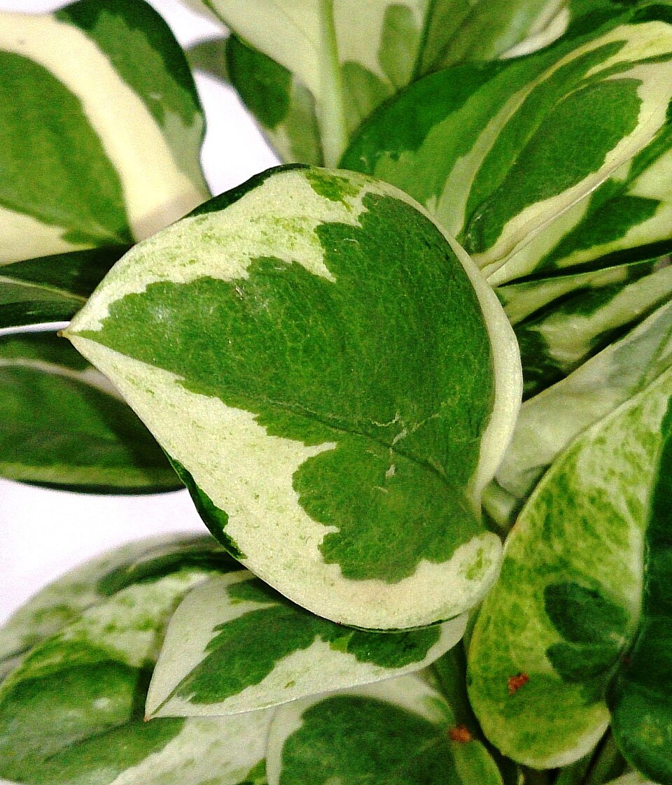 Epipremnum aureum 'N'Joy' (N'Joy Pothos) (alternate view 5)