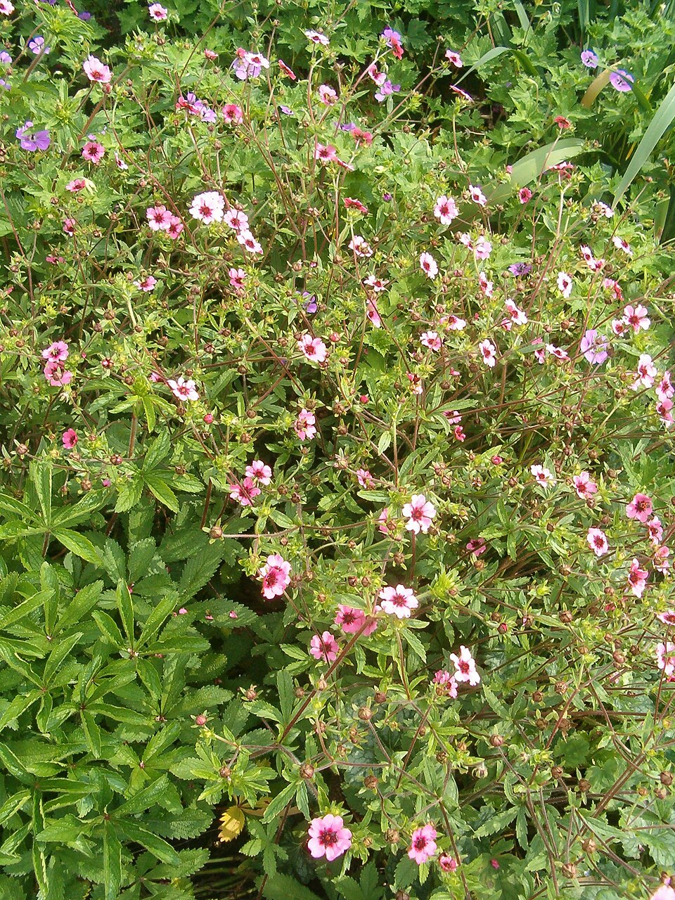 Potentilla nepalensis 'Miss Willmott' (alternate view 5)