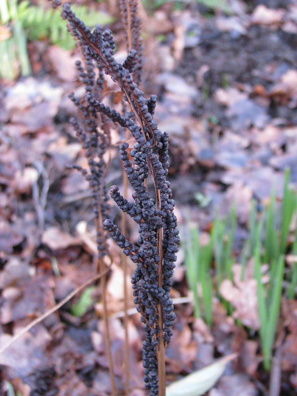 Onoclea sensibilis (sensitive fern)
