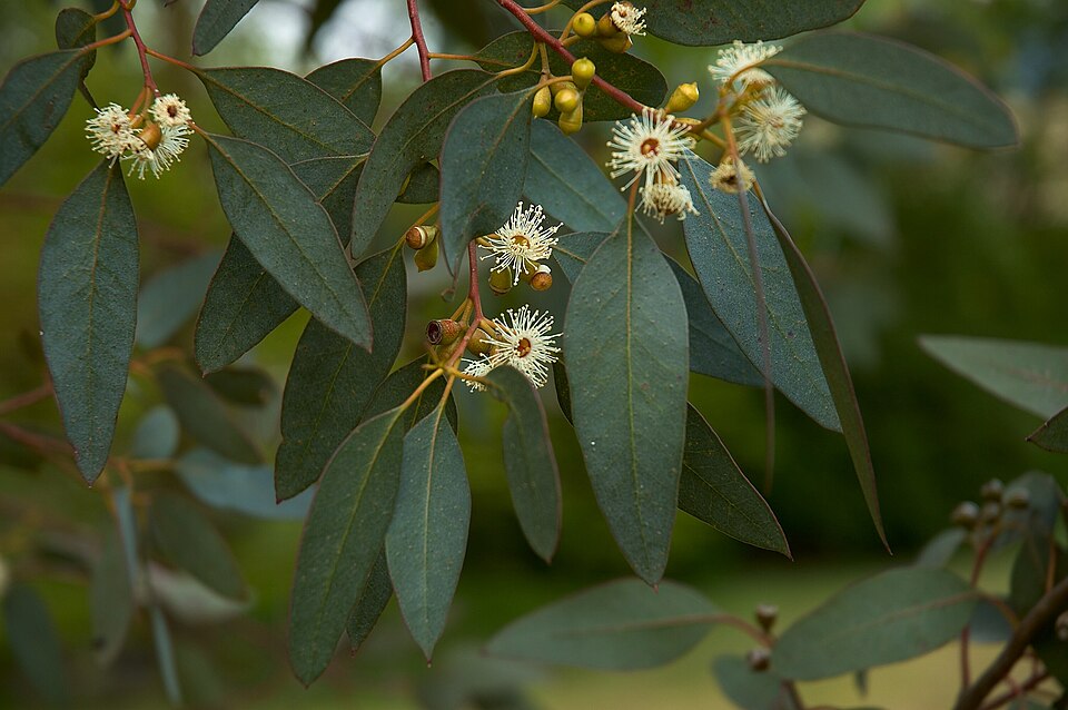 Eucalyptus gunnii (Silver Drop Eucalyptus) (alternate view 10)