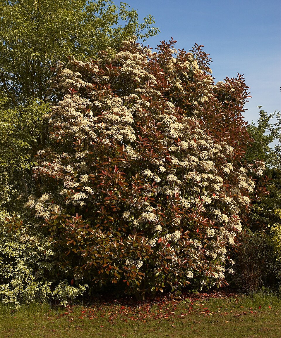 Photinia × fraseri (Red Tip Photinia)