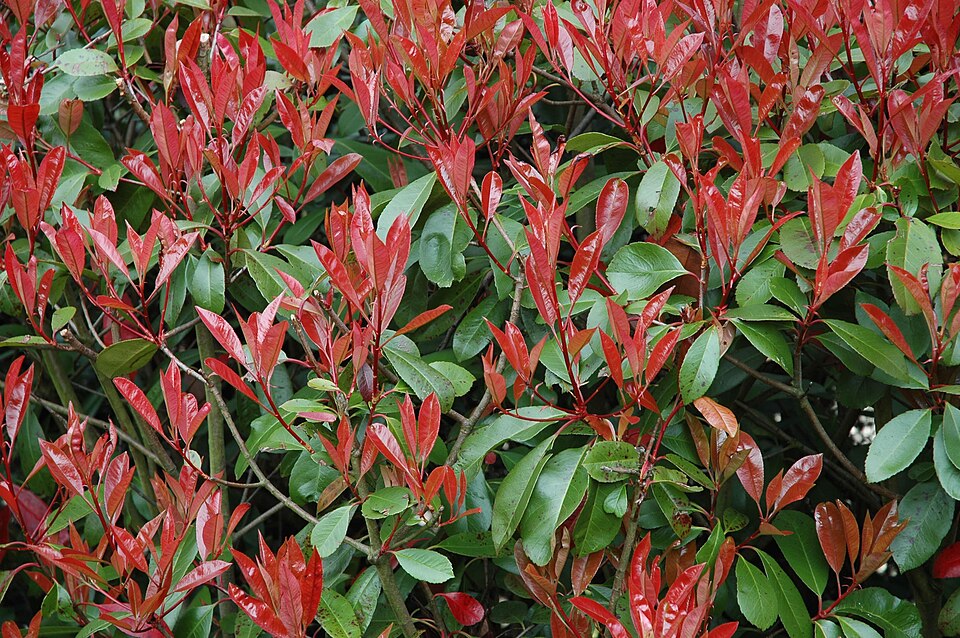 Photinia × fraseri (Red Tip Photinia) (alternate view 2)
