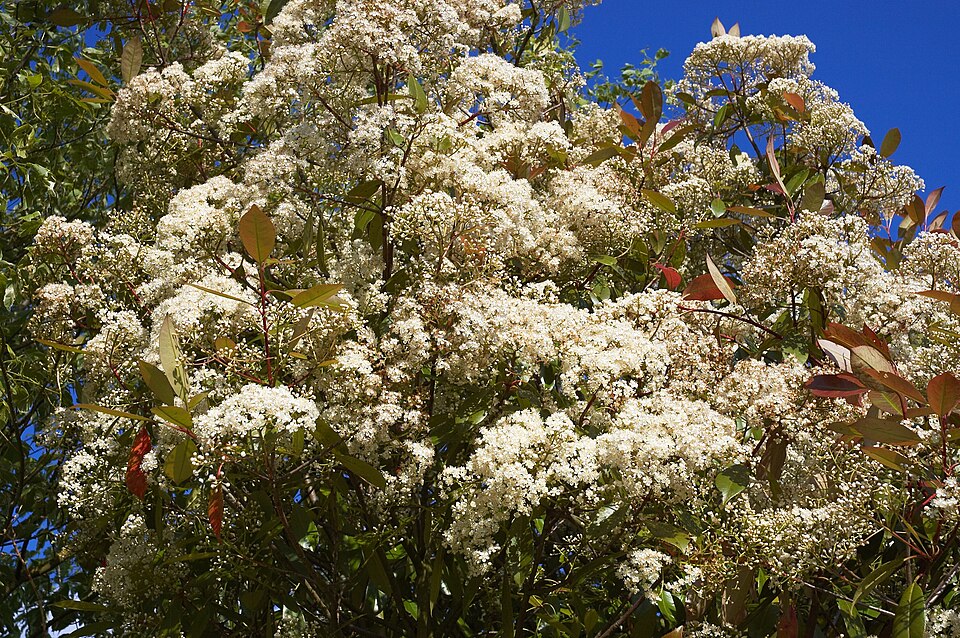 Photinia × fraseri (Red Tip Photinia) (alternate view 3)