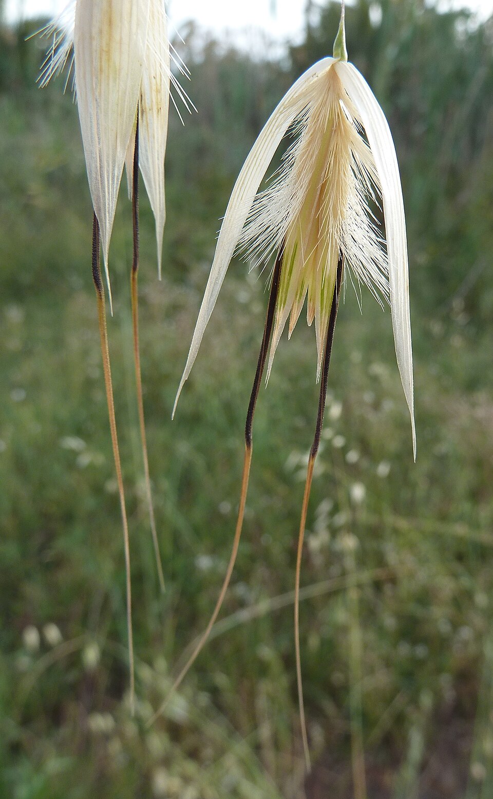 Avena fatua (wild oat) (alternate view 2)