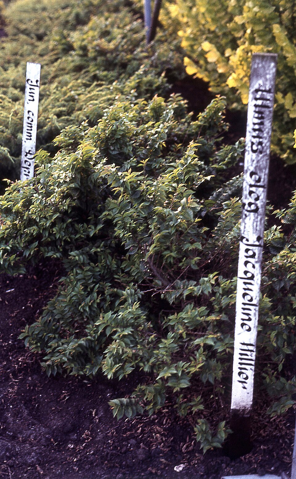 Ulmus × elegantissima 'Jacqueline Hillier' (Jacqueline Hillier Elm Tree) (alternate view 4)