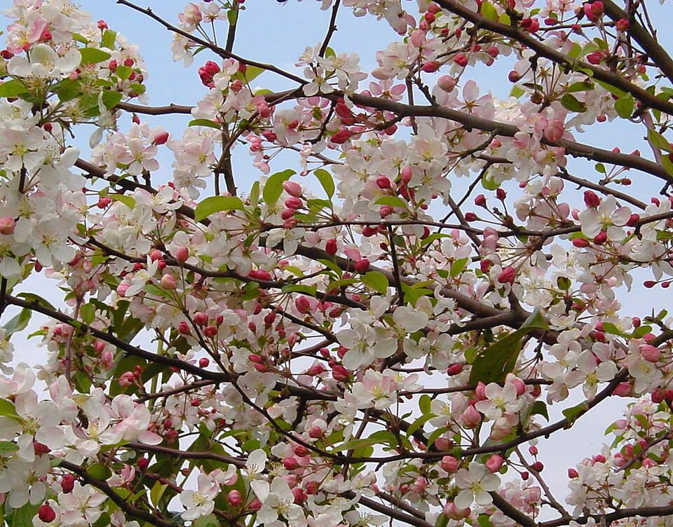 Malus 'Evereste' (Evereste Crabapple)