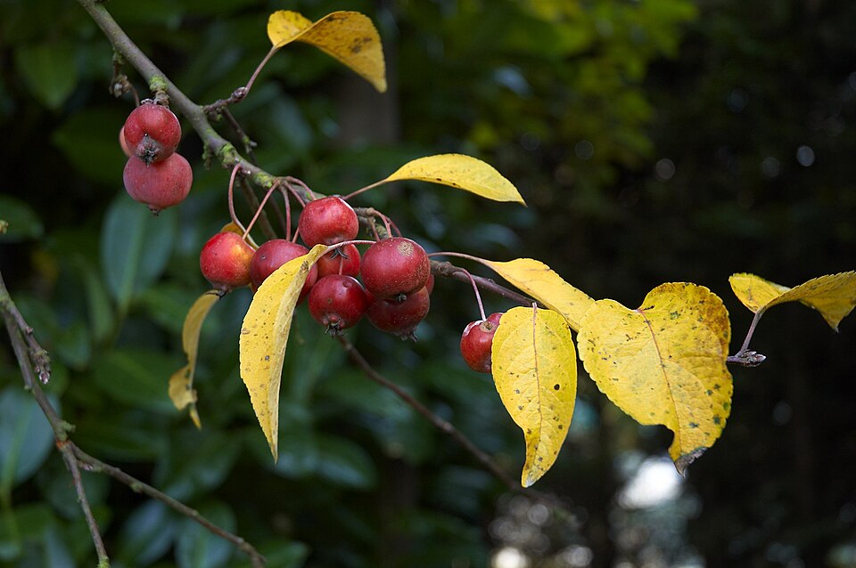 Malus 'Evereste' (Evereste Crabapple) (alternate view 2)