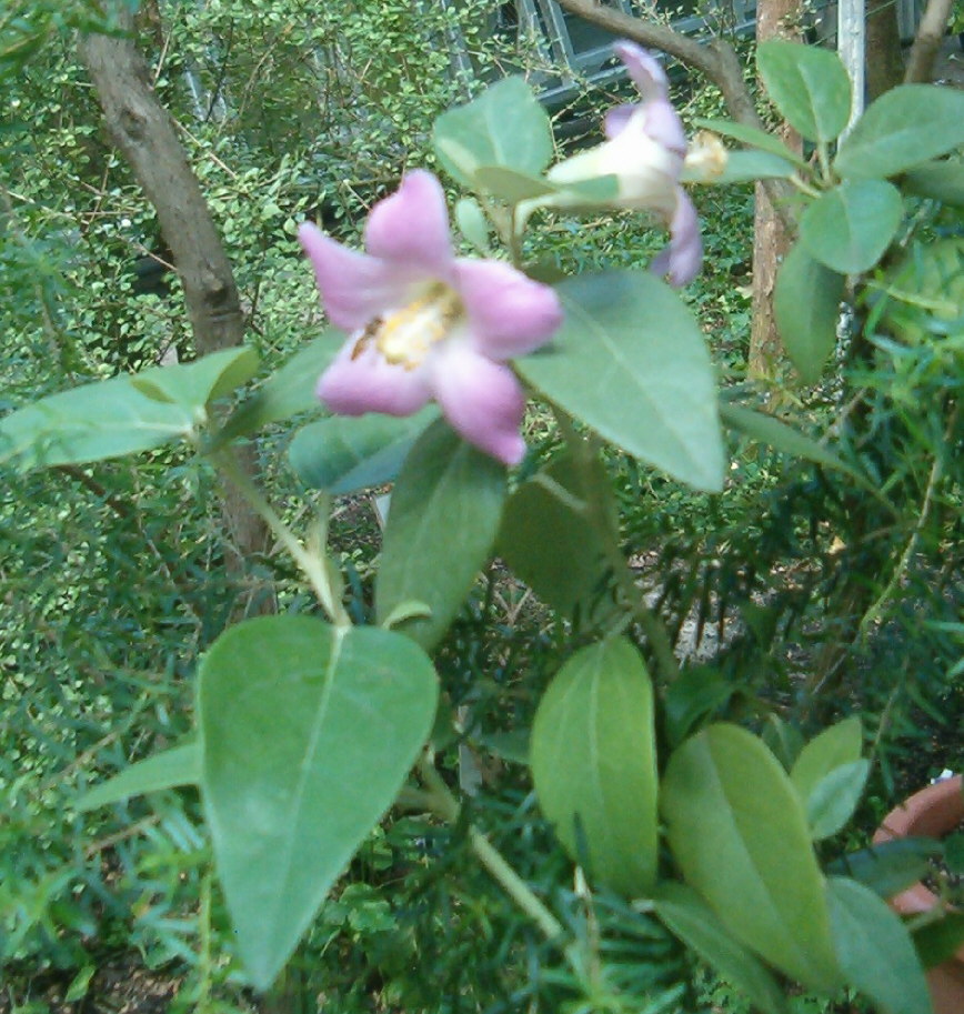 Lagunaria patersonia (Norfolk Island hibiscus) (alternate view 4)