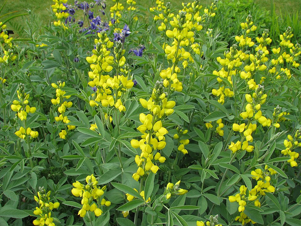 Thermopsis montana (Mountain goldenbean) (alternate view 12)