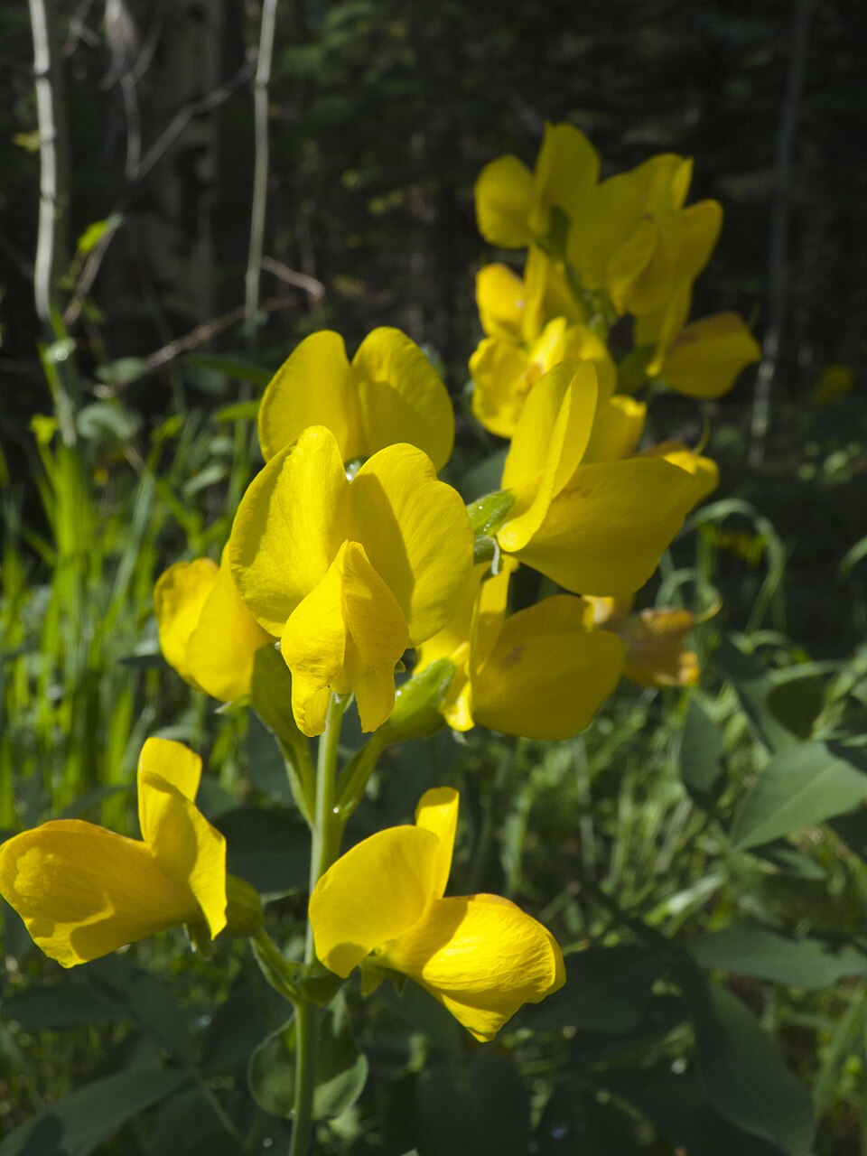 Thermopsis montana (Mountain goldenbean) (alternate view 13)