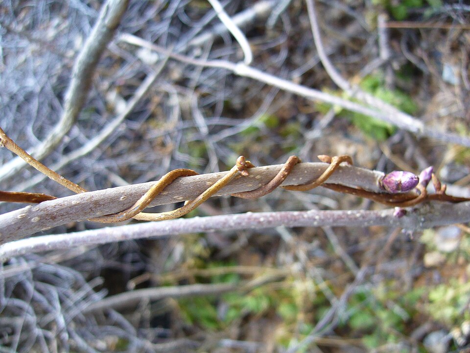 Schisandra chinensis (Five-flavor Berry)