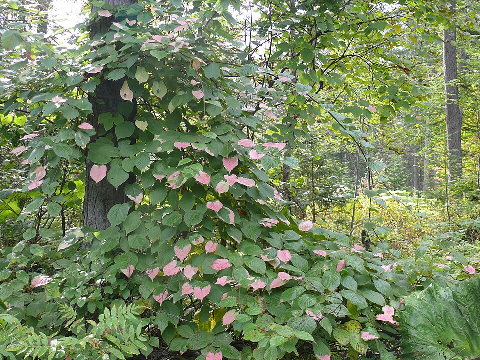 Actinidia kolomikta (same) (alternate view 6)