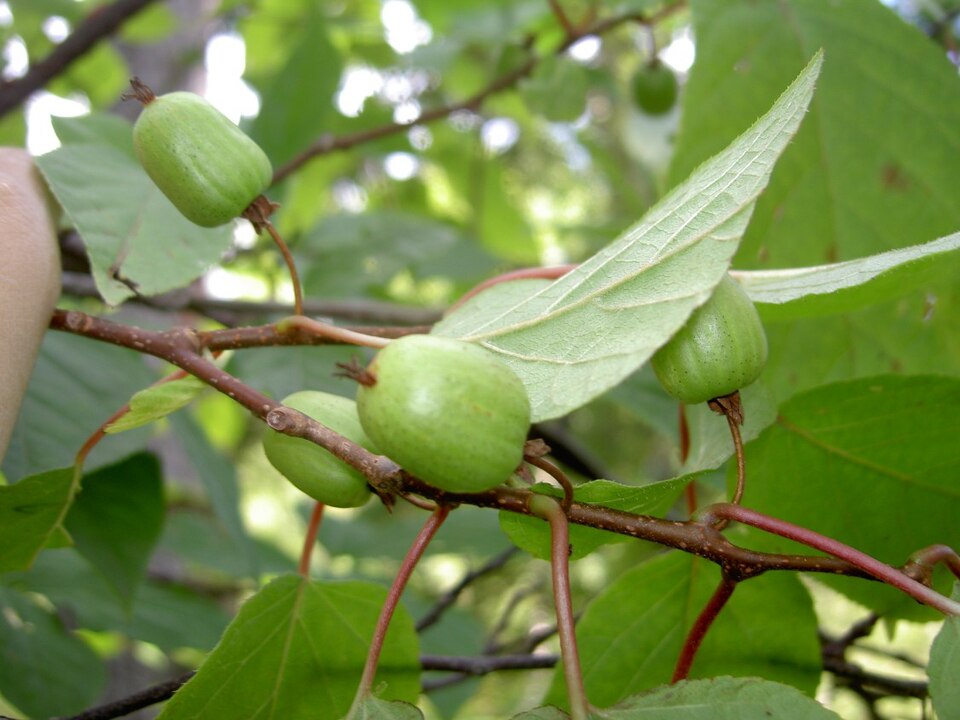 Actinidia kolomikta (same) (alternate view 7)