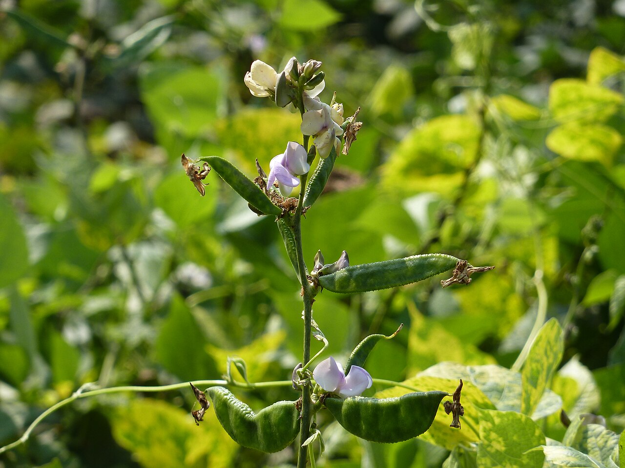 Lablab purpureus, Hyacinth bean — climbing (Fabaceae) (image 5 of 10)
