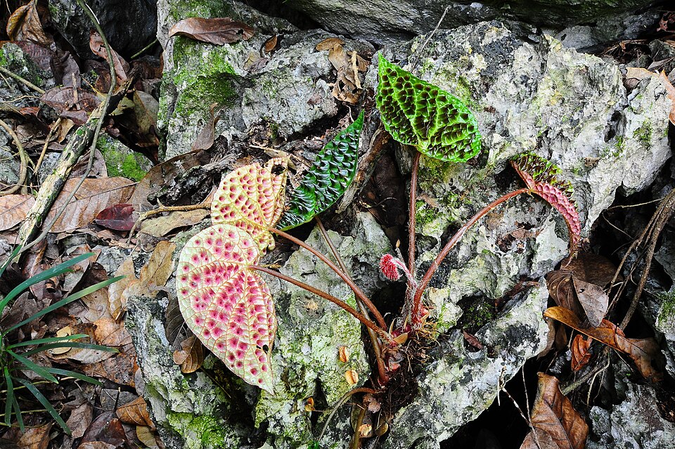 Begonia ferox (Begonia Ferox) (alternate view 3)