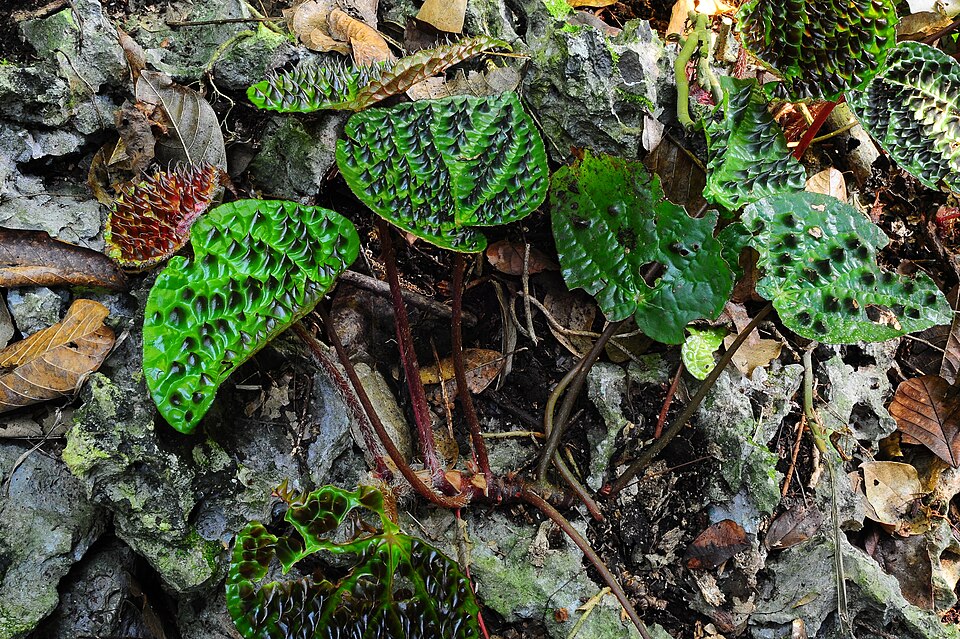 Begonia ferox (Begonia Ferox) (alternate view 4)