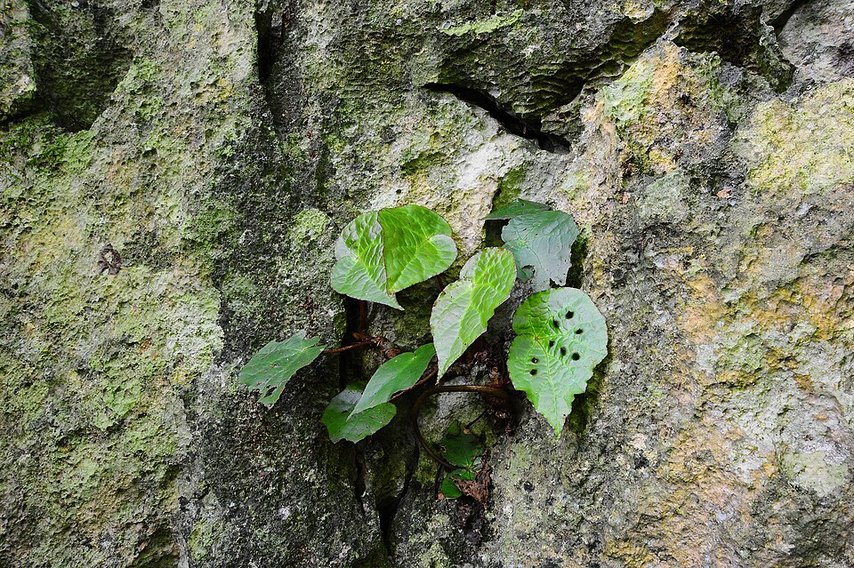 Begonia ferox (Begonia Ferox) (alternate view 5)
