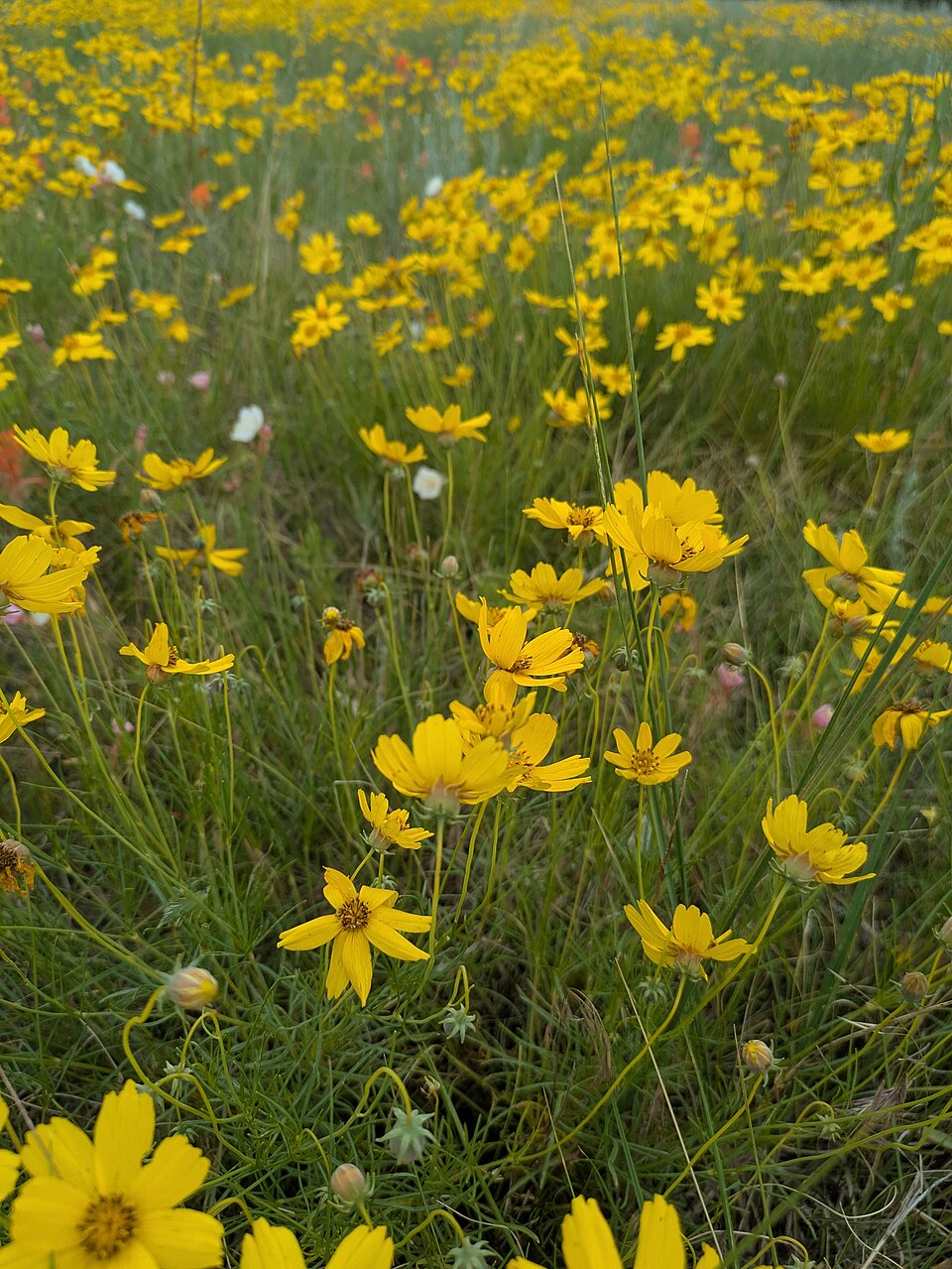 Thelesperma filifolium (stiff greenthread) (alternate view 8)