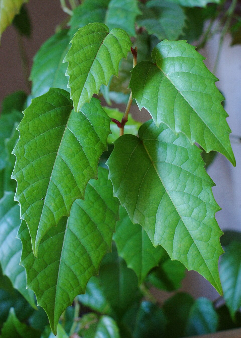Apocissus antarctica (Kangaroo Vine) (alternate view 9)