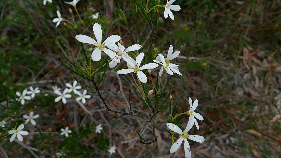 Ricinocarpos pinifolius (Wedding Bush) (alternate view 2)