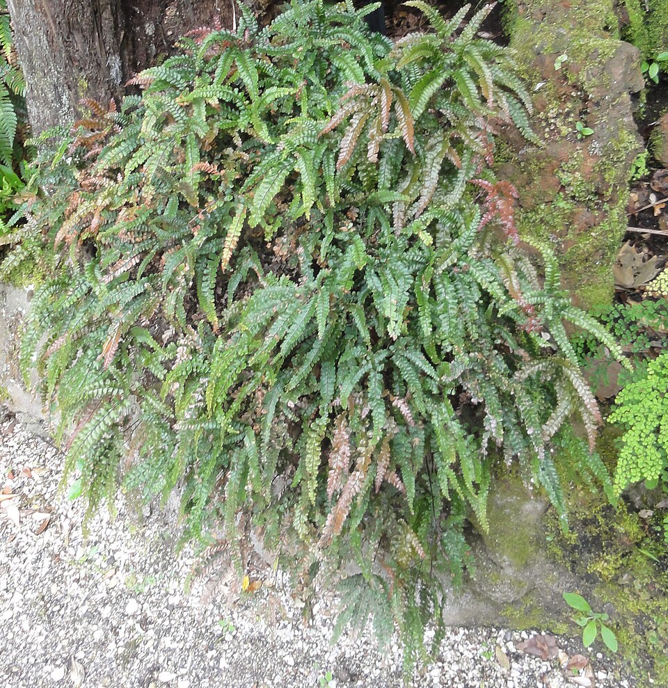 Adiantum hispidulum (Rough Maidenhair Fern) (alternate view 7)