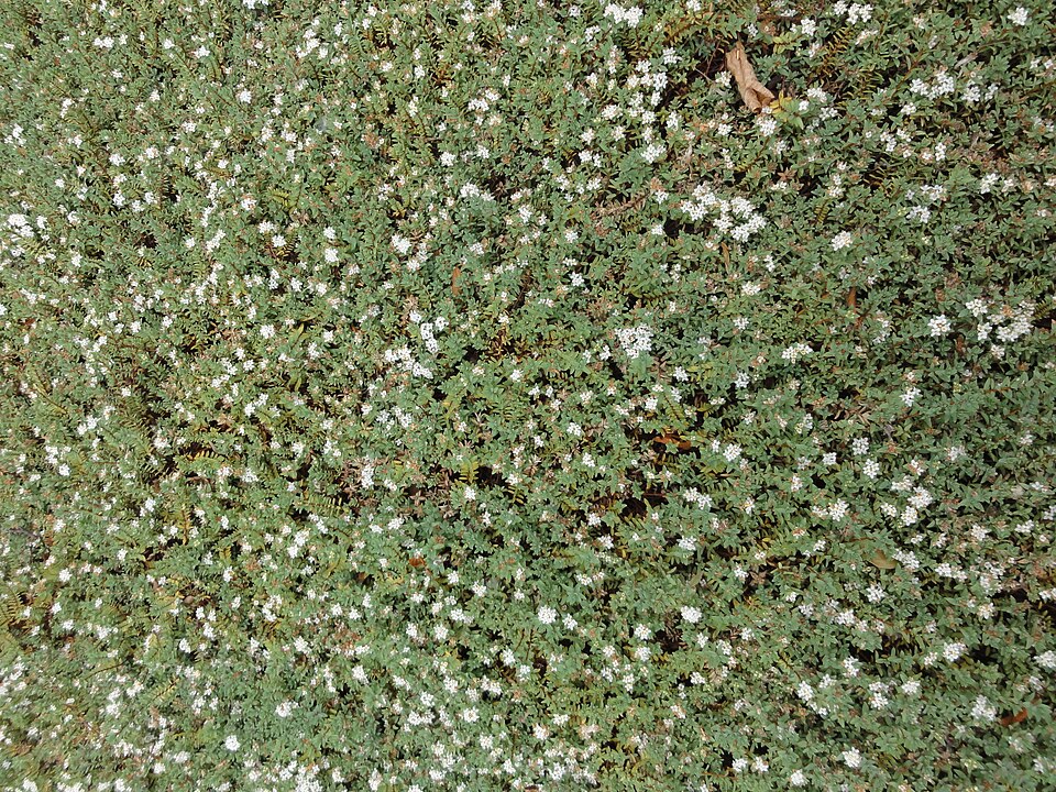 Pimelea prostrata