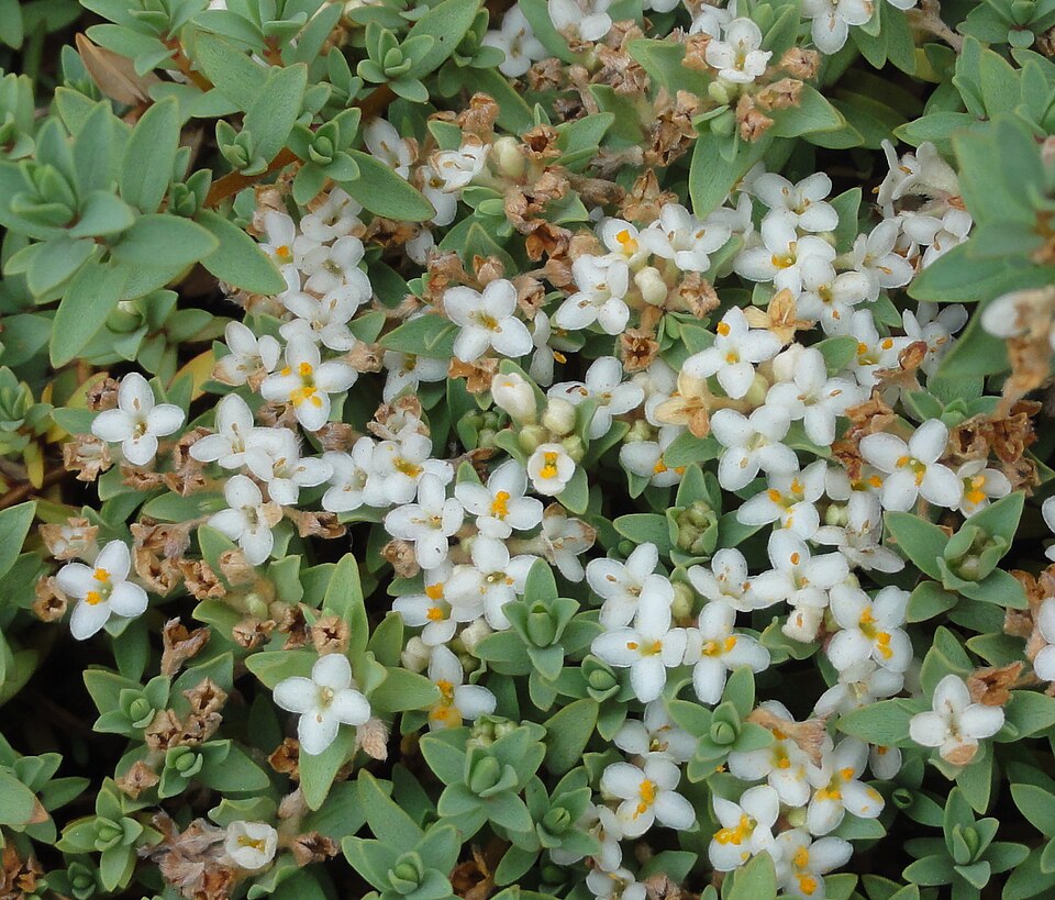 Pimelea prostrata (alternate view 2)