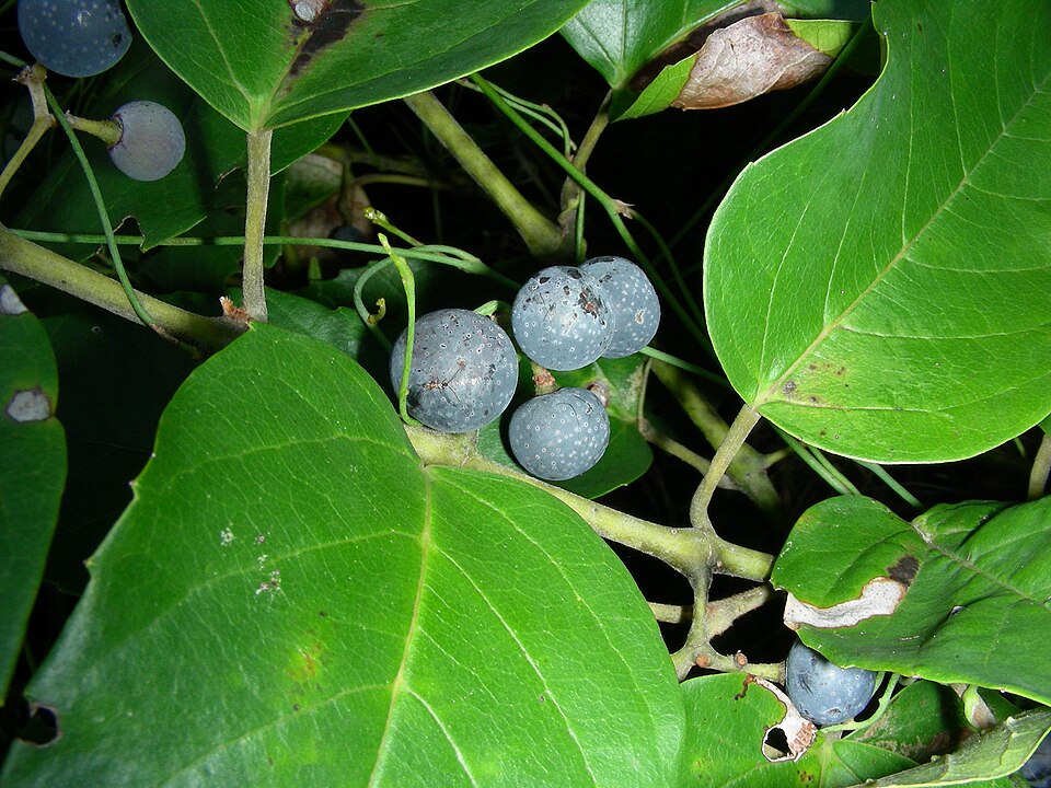 Apocissus antarctica (Kangaroo Vine) (alternate view 10)