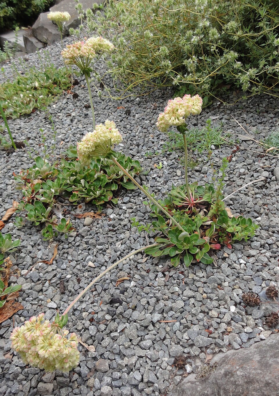 Eriogonum umbellatum (Sulfur Buckwheat) (alternate view 9)