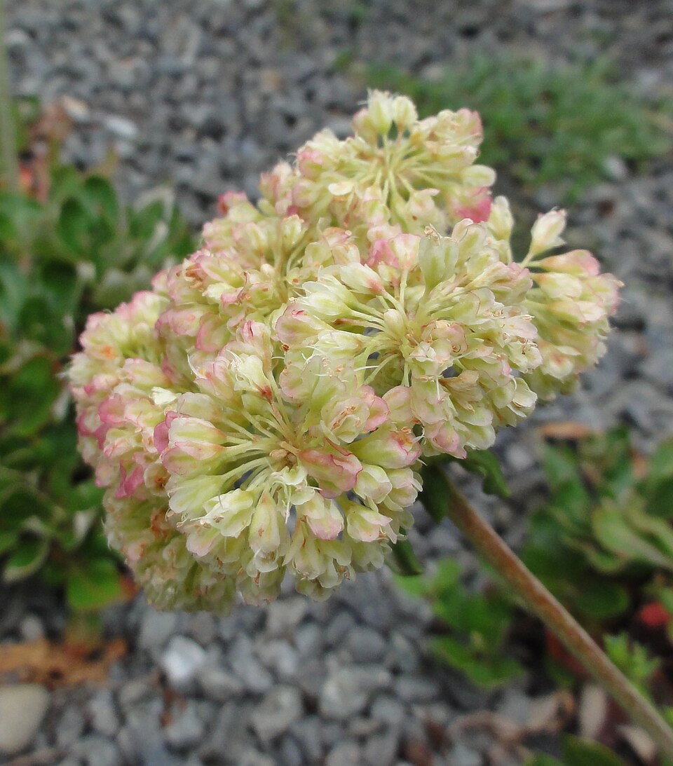 Eriogonum umbellatum (Sulfur Buckwheat) (alternate view 10)
