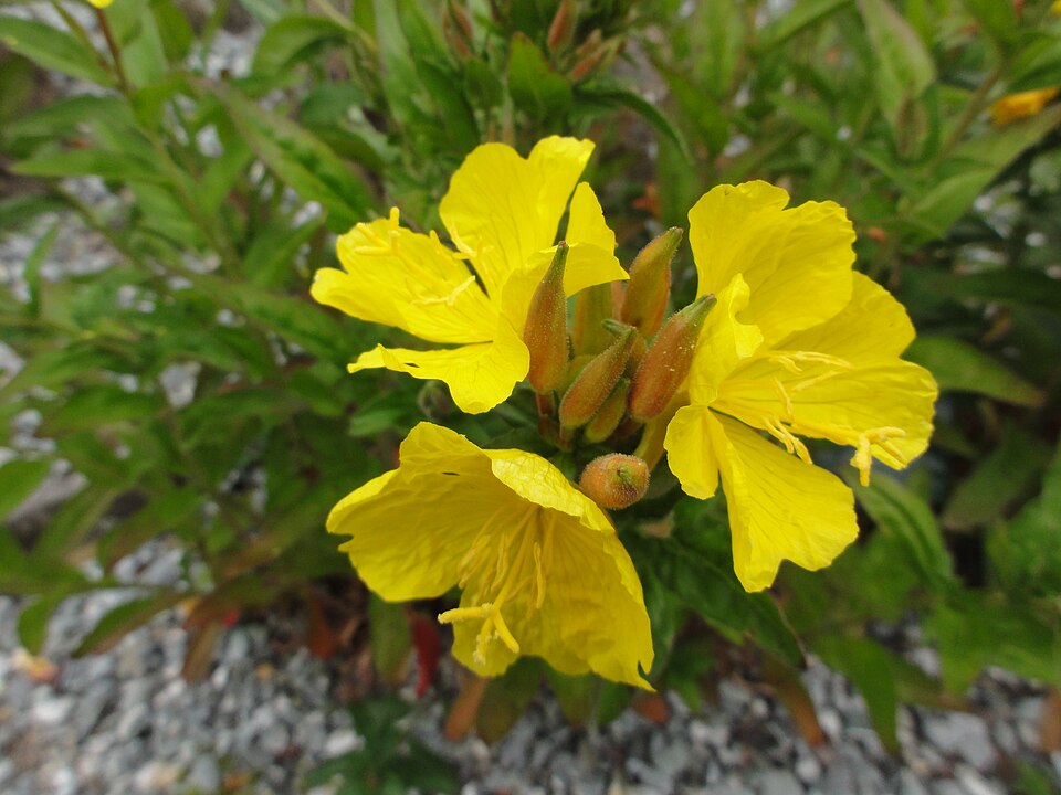 Oenothera tetragona (alternate view 9)