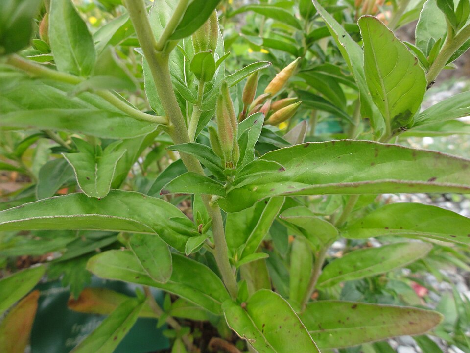 Oenothera tetragona (alternate view 10)