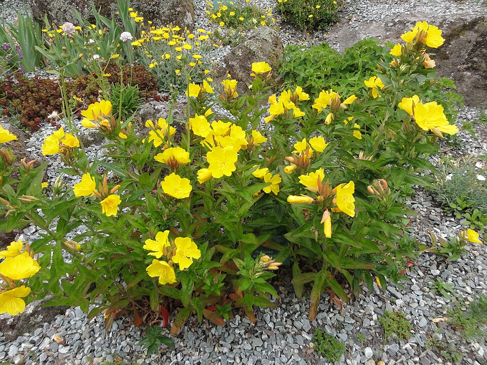 Oenothera tetragona (alternate view 11)