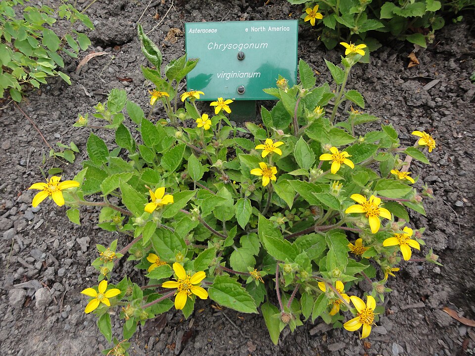 Chrysogonum virginianum (northern green-and-gold) (alternate view 3)