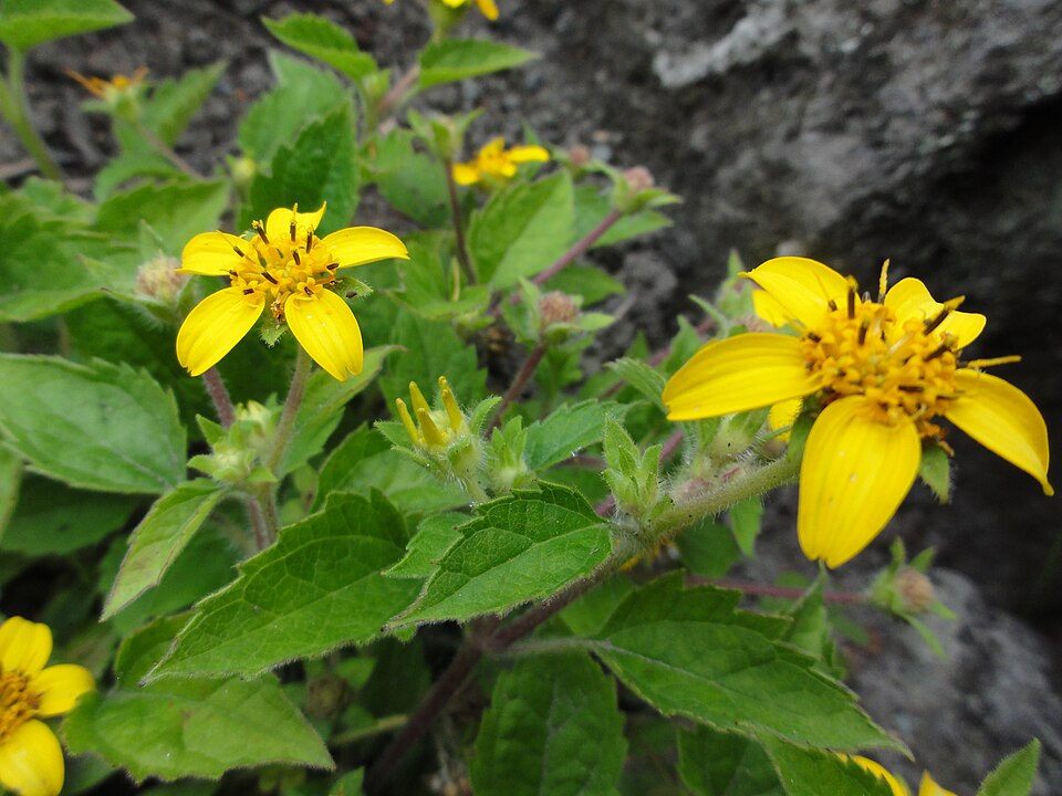 Chrysogonum virginianum (northern green-and-gold) (alternate view 4)