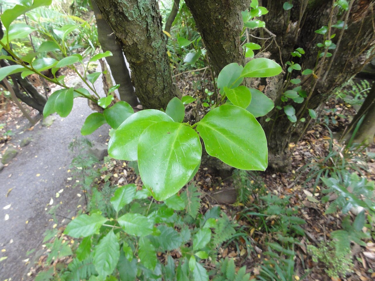 Griselinia littoralis, New Zealand broadleaf — upright evergreen (Griseliniaceae) (image 3 of 9)