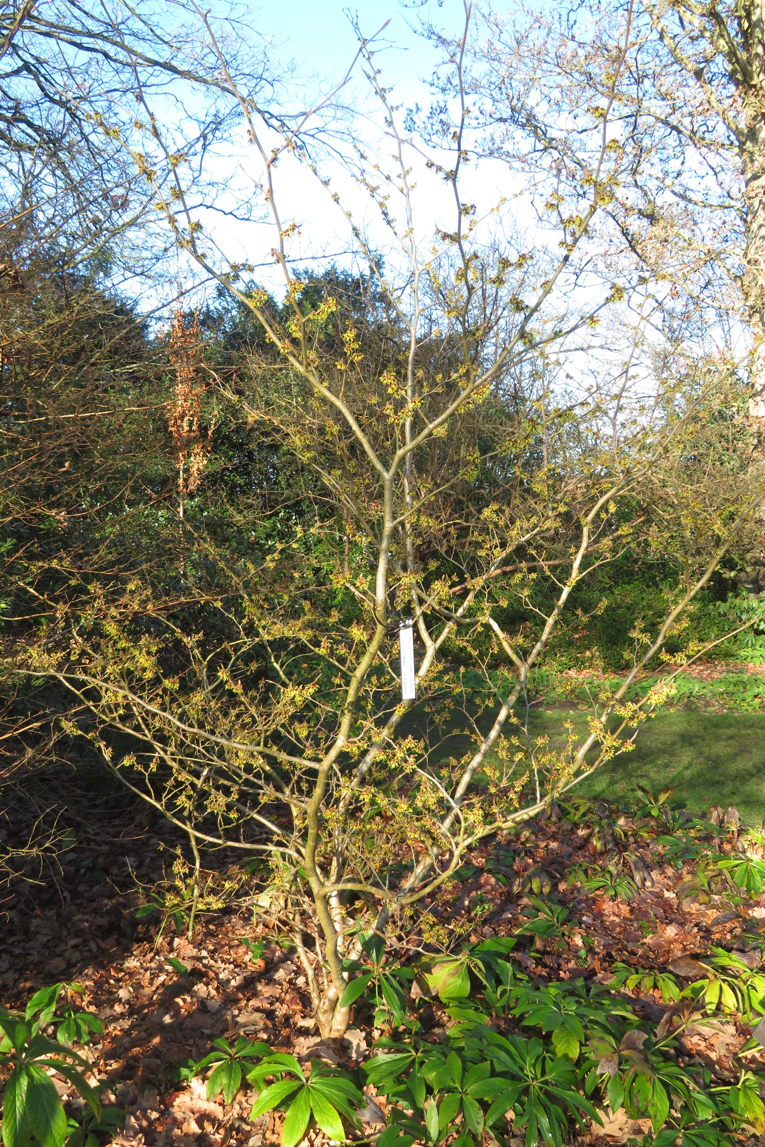 Hamamelis japonica, Japanese witch hazel — spreading deciduous (Hamamelidaceae) (image 2 of 5)
