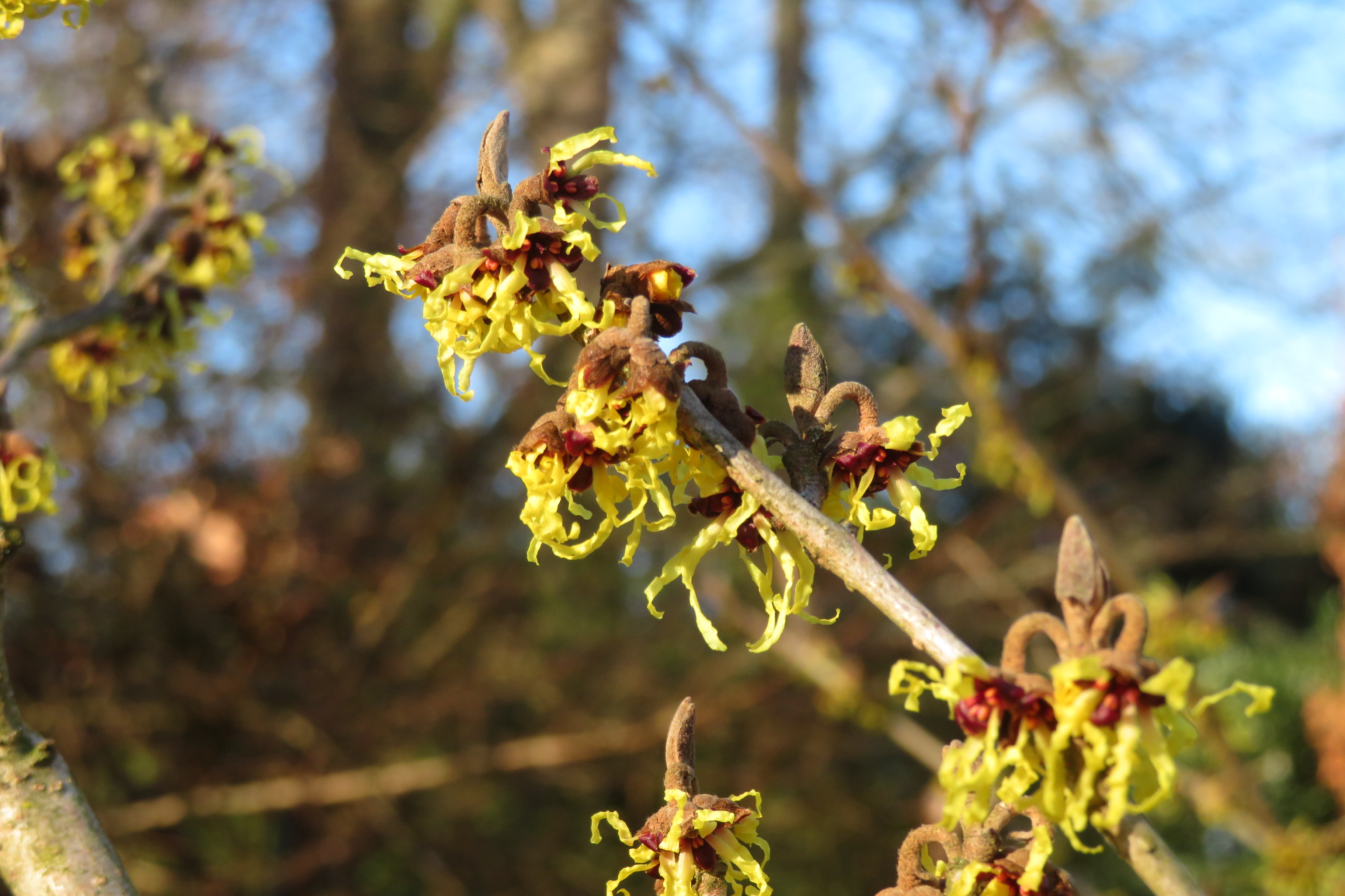 Hamamelis japonica, Japanese witch hazel — spreading deciduous (Hamamelidaceae) (image 3 of 5)