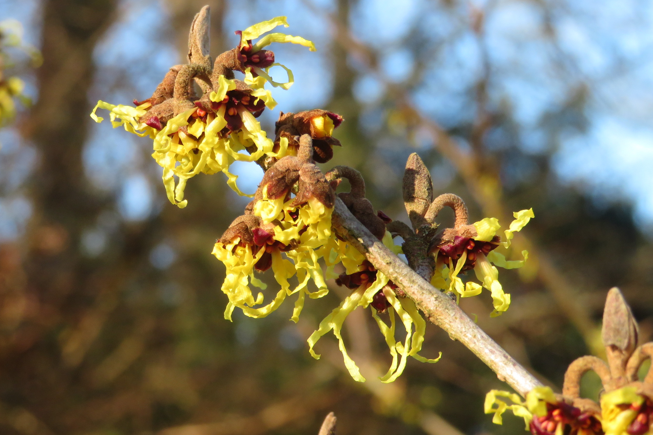 Hamamelis japonica, Japanese witch hazel — spreading deciduous (Hamamelidaceae) (image 4 of 5)