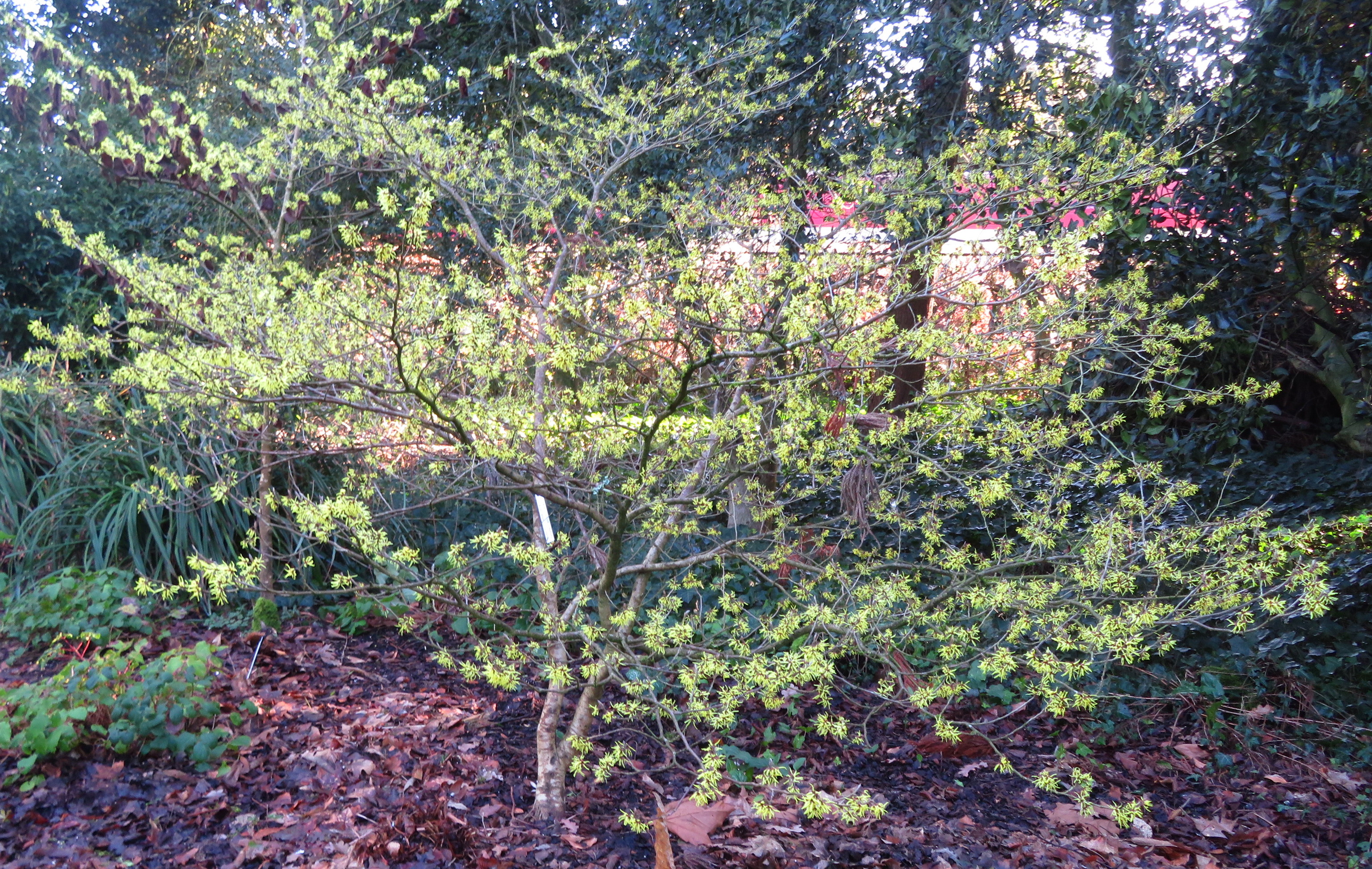 Hamamelis japonica, Japanese witch hazel — spreading deciduous (Hamamelidaceae) (image 5 of 5)